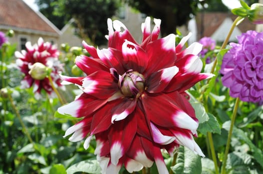 Red and white flower in botanical garden, Netherlands