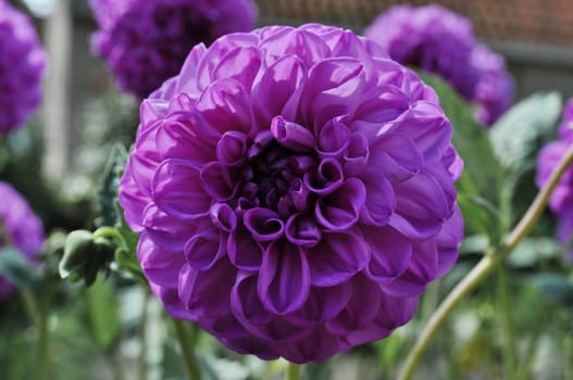 Big Purple flower in botanical garden, Netherlands