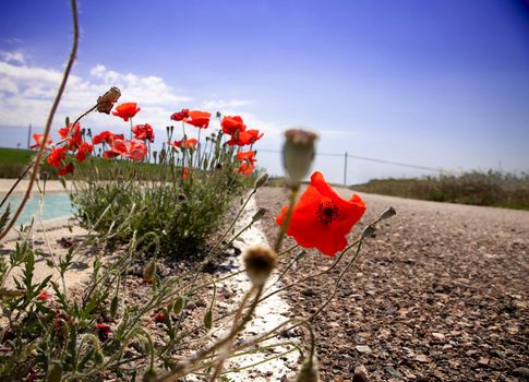 Poppies blooming in the side of a road