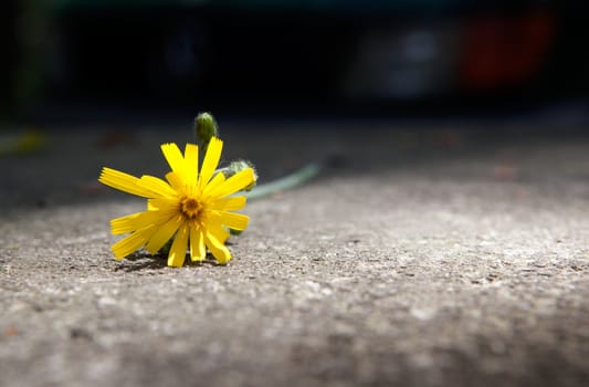 yellow flower in concrete floor
