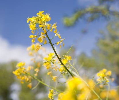close up image of yellow flower against the blue sky
