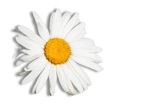 daisy isolated in white