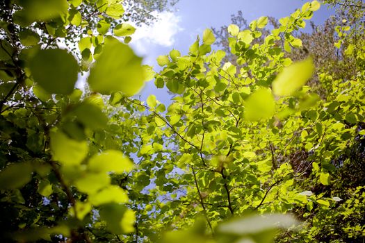 Abstract image of green leaves of trees against the sky