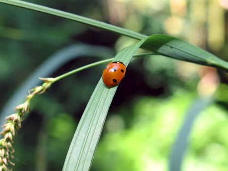 The lonely ladybird creeps on a grass