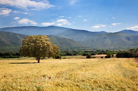 landscape with tree and fields