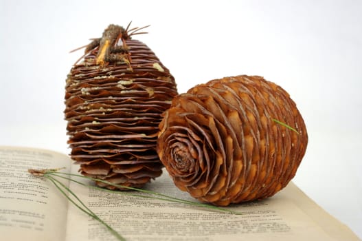 Two cones of the Italian pine lie on the open book