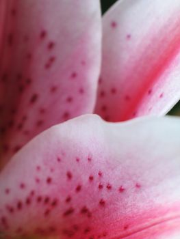 pink flower exterme close-up