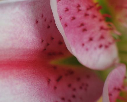 pink flower exterme close-up