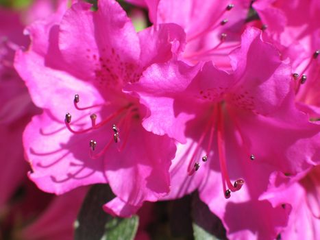 pink flower exterme close-up