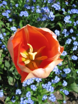 pink tulip close-up