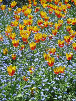 yellow and red tulip garden