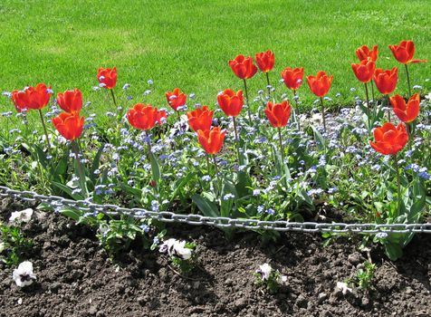 red tulips garden