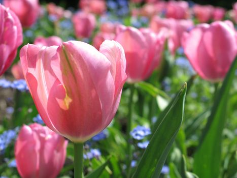 pink tulip garden