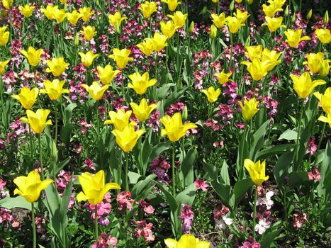 garden of yellow tulips