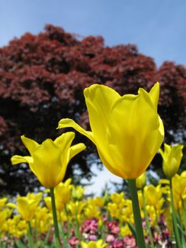 garden of yellow tulips