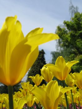garden of yellow tulips