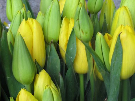 yellow tulip buds