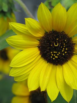 large yellow and brown flower