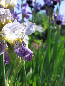 purple and yellow iris