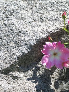 white and pink wild rose