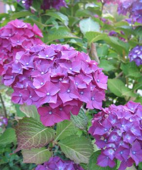 purple hydrangea