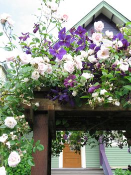 pink and purple flowers