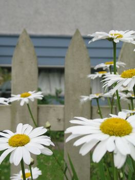 white daisies by a fence