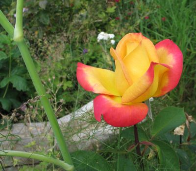 yellow and pink rose