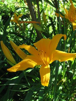 large orange flowers