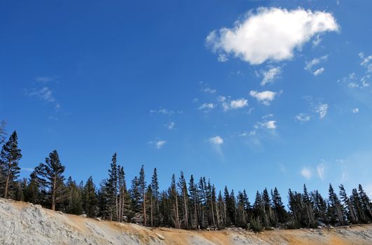 Conifers on Mt. Rose near lake Tahoe 