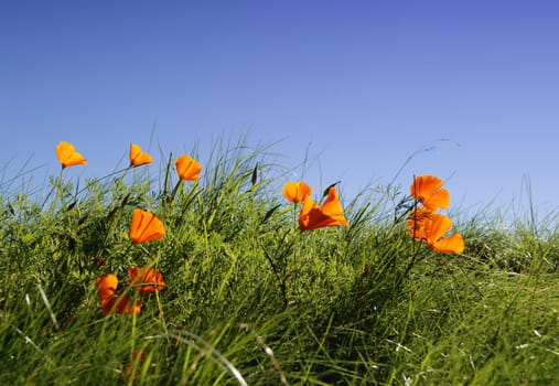 Californian poppy in the grass with blue sky in background