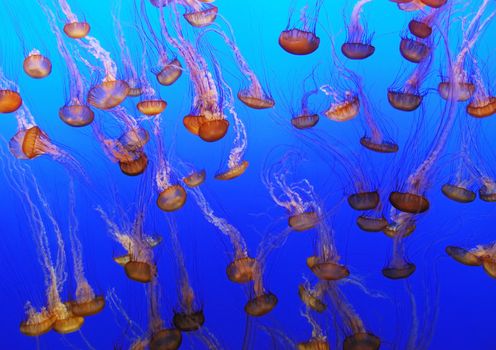 School of jellyfish on a blue submarine background