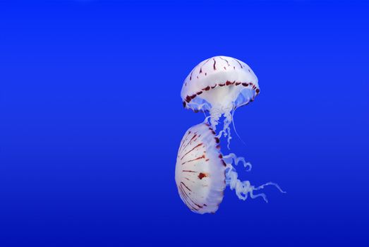 Couple of jellyfish on a blue submarine background