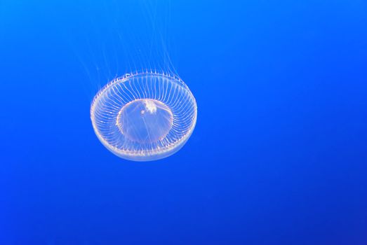 a jellyfish on a blue submarine background