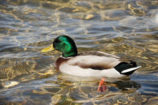 a male of wild duck in a water
