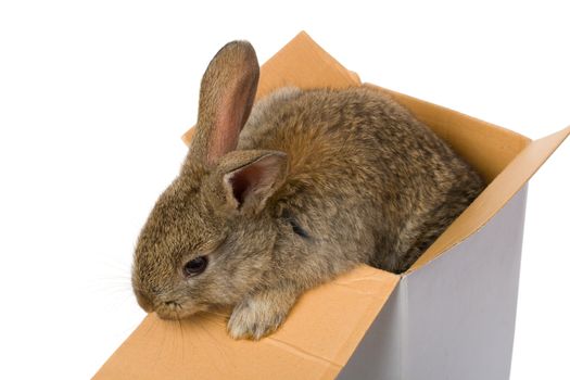 close-up bunny in box as gift, isolated on white