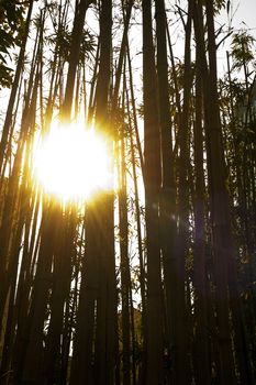 backlit bamboo forest with sun on frame and flare