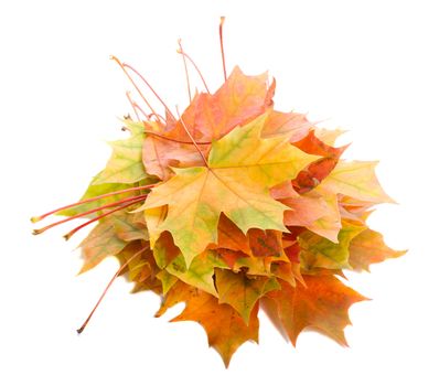 close-up heap of fall maple leaves, isolated on white