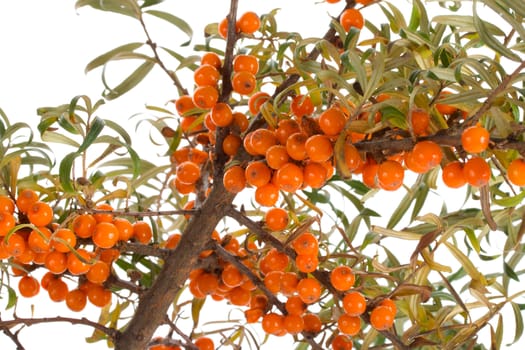 close-up sea-buckthorn branch, isolated on white