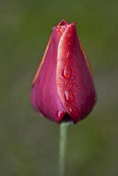 Red Tulip on a Tuscan Garden, Italy