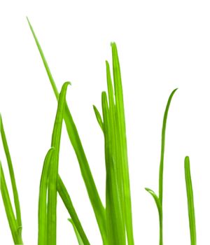 Close-up green grass isolated over white