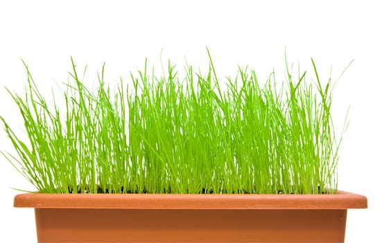Isolated green grass in the flowerpot over the white background