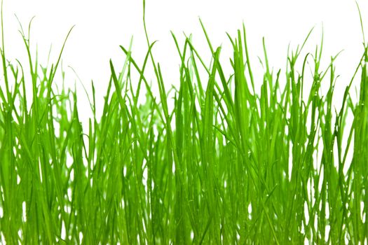 Green grass isolated over white