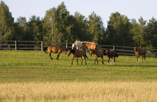 herd of horses