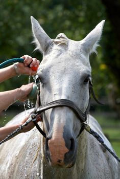 washing white horse