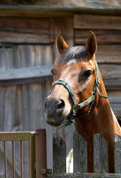 horse is standing behind fence