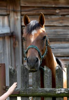 horseis standing behind fence