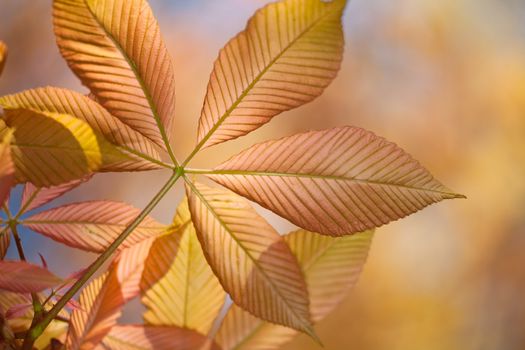 detail of a transparent horse chestnut leaf