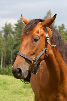 horse on freedom