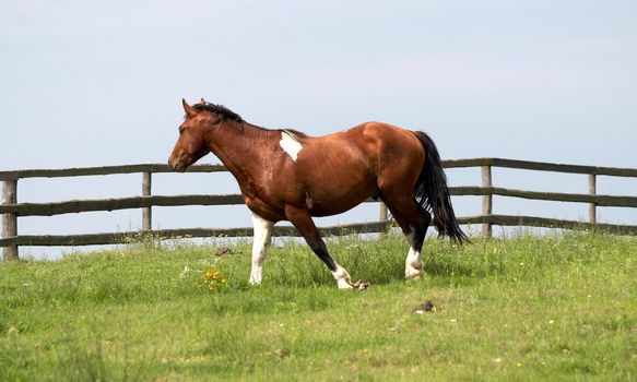 horse on freedom